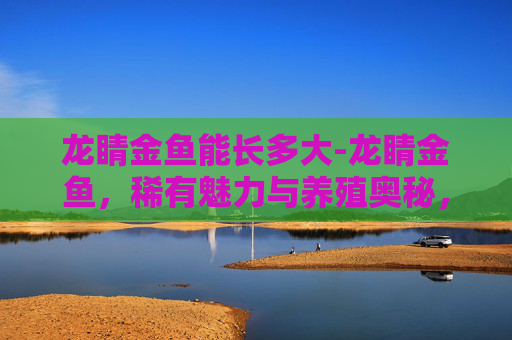 龙睛金鱼能长多大-龙睛金鱼，稀有魅力与养殖奥秘，解锁独特的观赏与养护价值